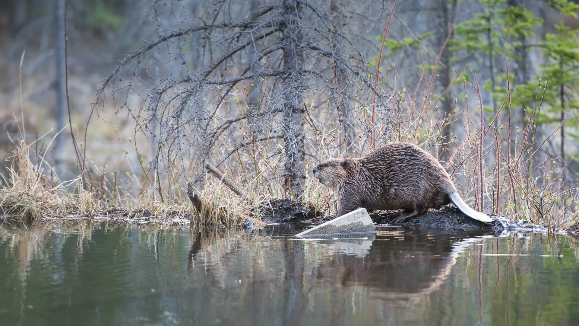 bevers-spotten-in-canada | Campers Canada