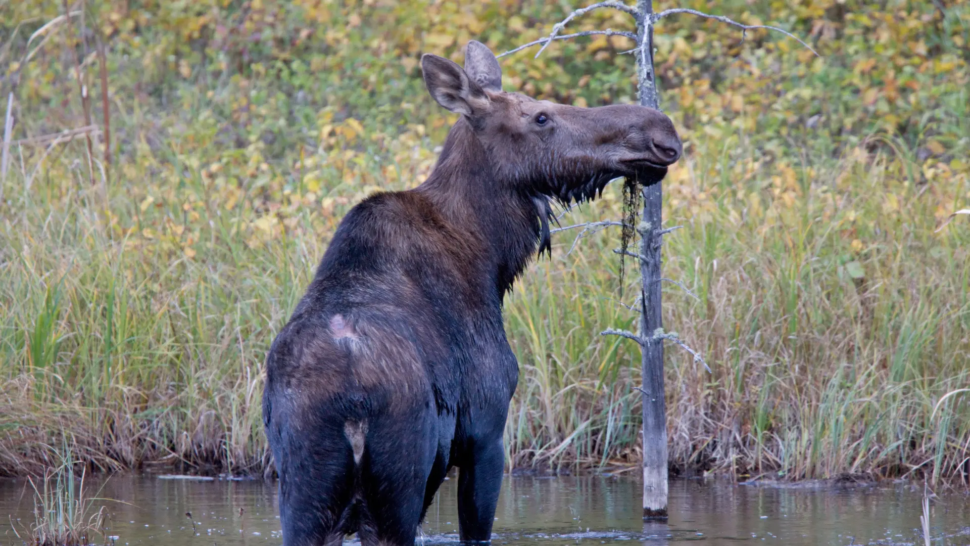 eland-spotten-in-canada | Campers Canada