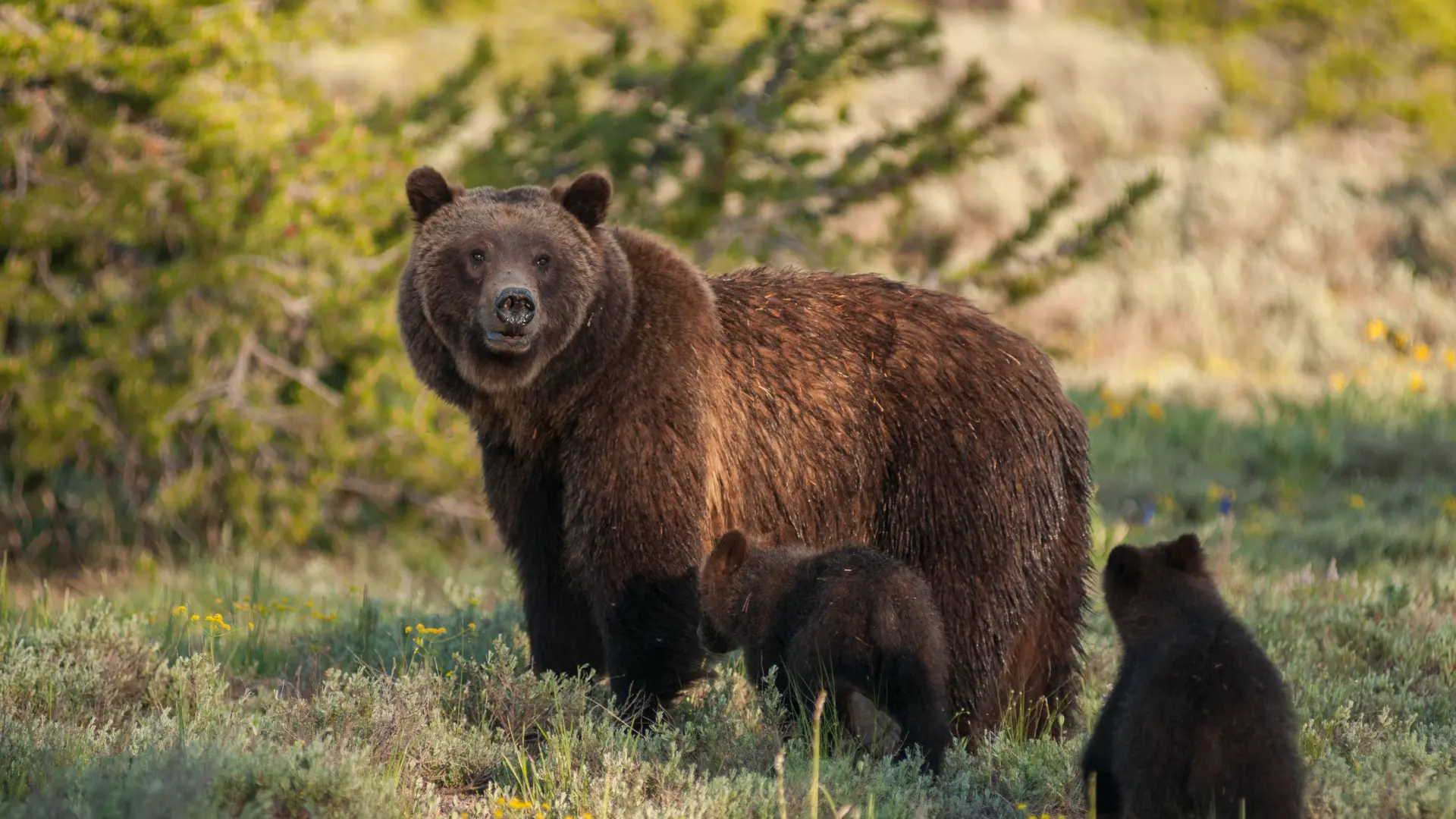 grizzlyberen-spotten-in-canada | Campers Canada