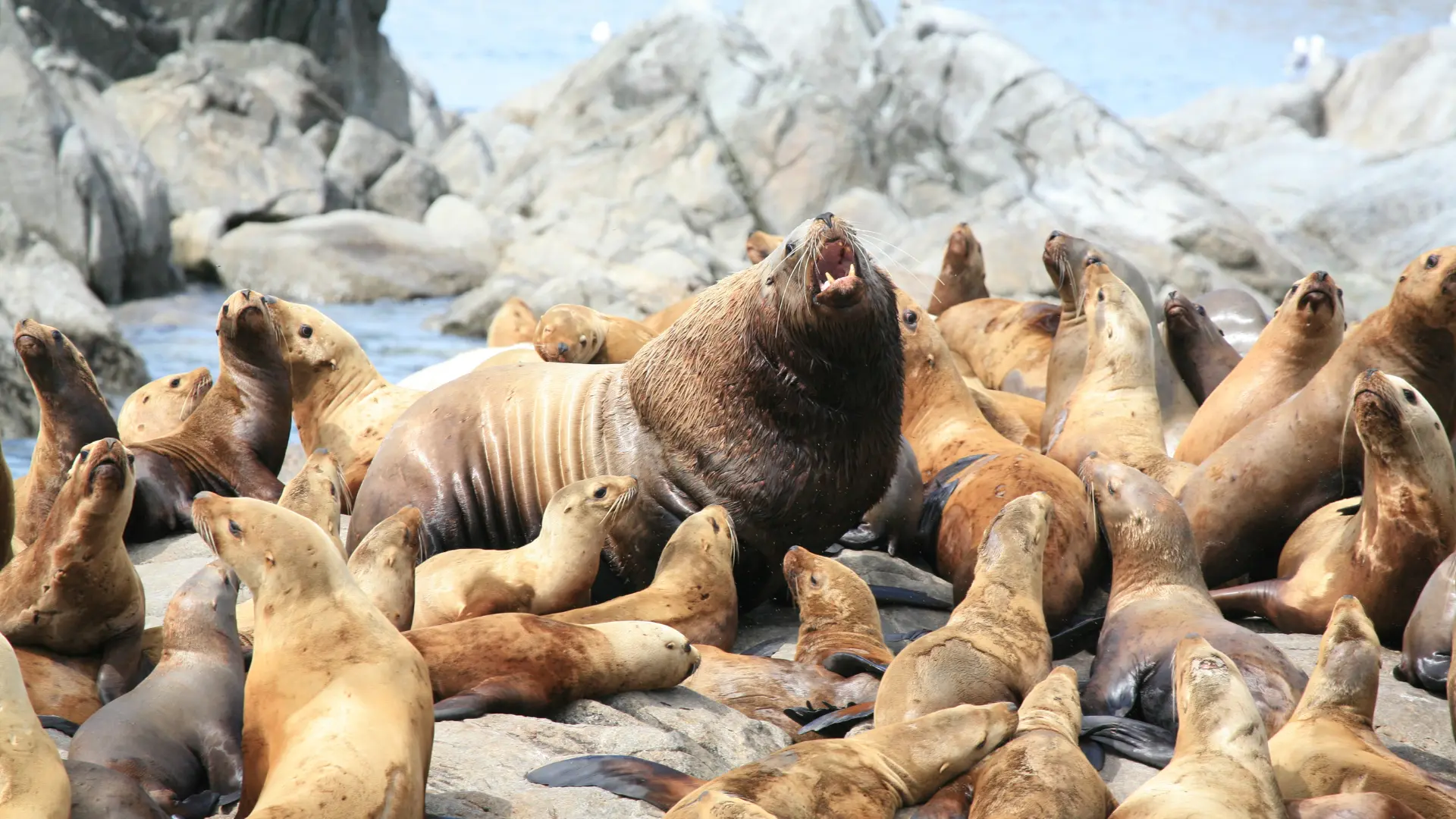 zeeleeuwen-zeehonden-in-canada | Campers Canada