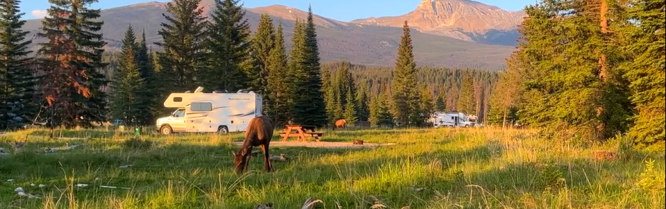 Kamperen met hertjes