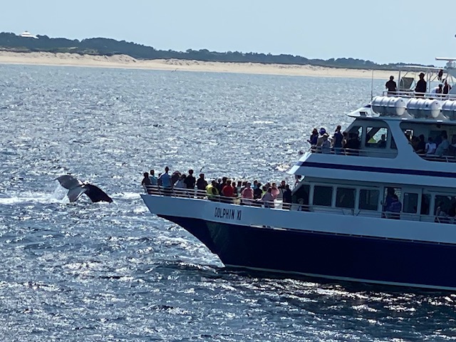 Boston Whale watching | Campers Canada