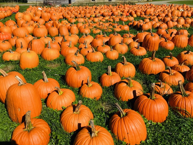 Green Mountains pumpkins | Campers Canada