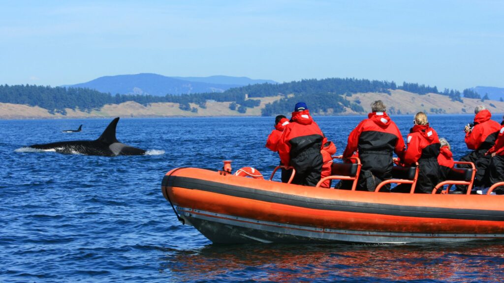 walvisexcursie in canada
