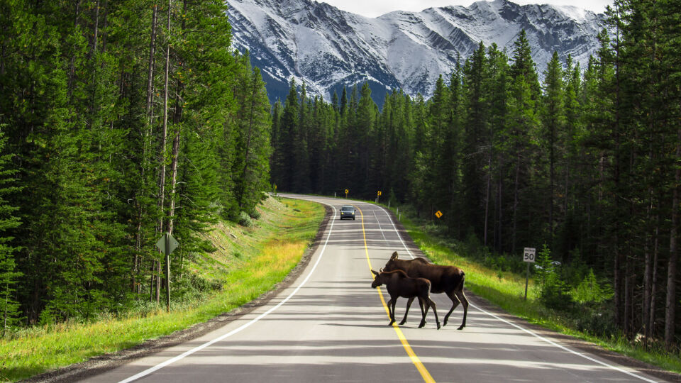 Elanden op de weg | Campers Canada