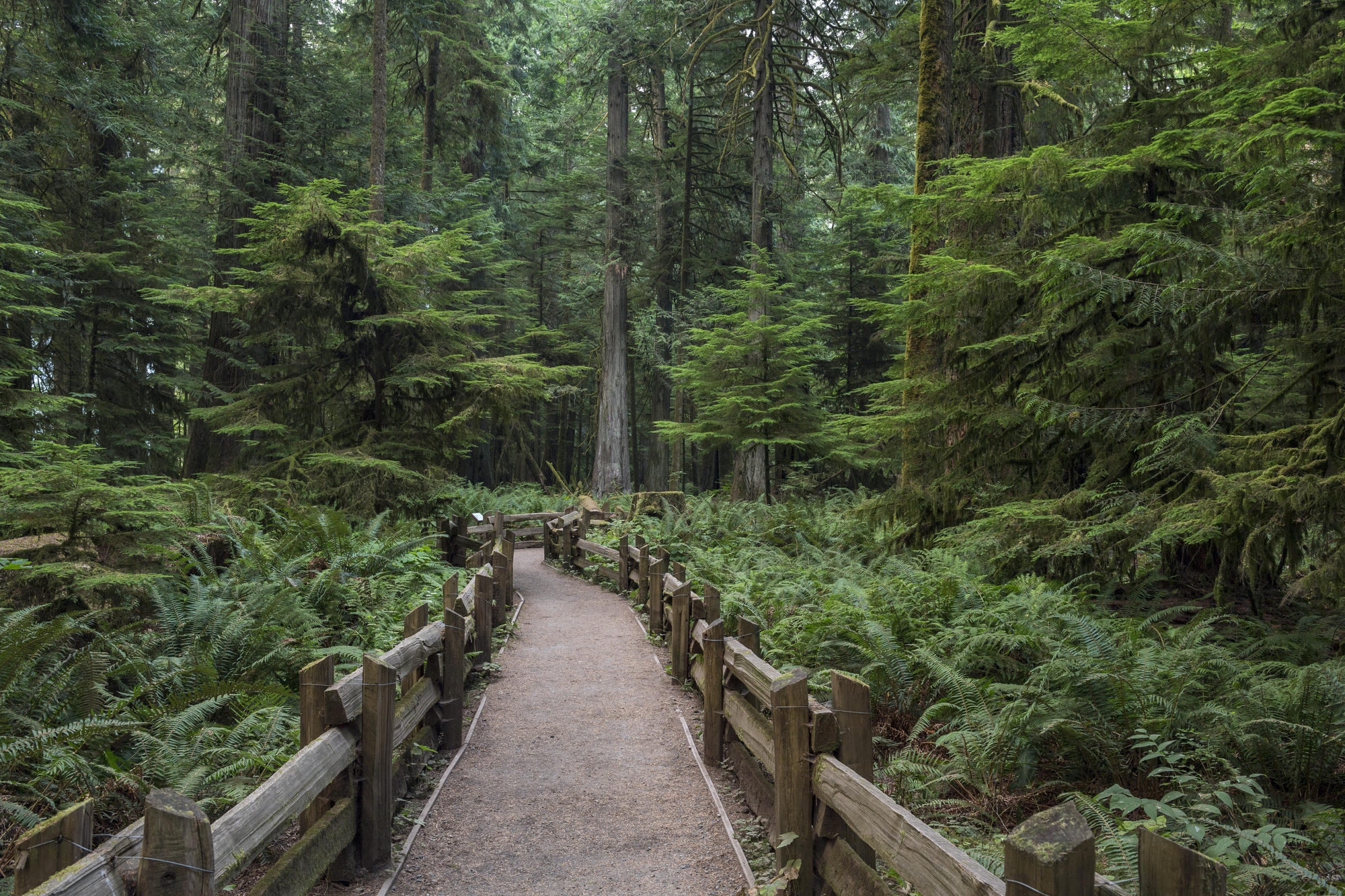Cathedral Grove, Pacific Rim National Park, Vancouver